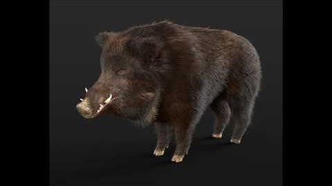 Wild boar warthog 3D model