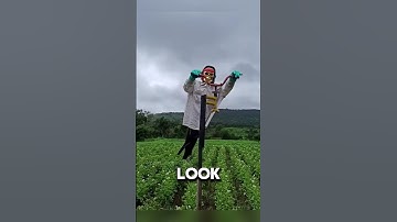 Why Do Farmers Use These Scarecrows?