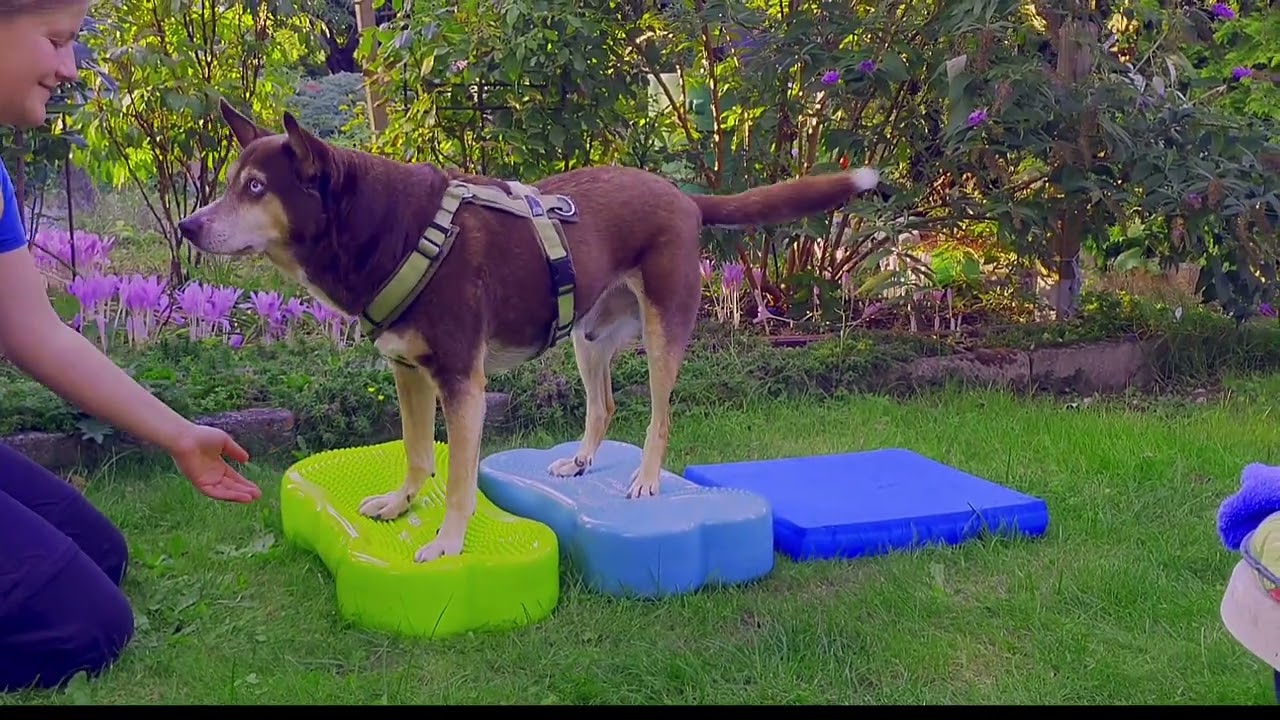 K-9 Fitbone Training für Fortgeschrittene 🐕