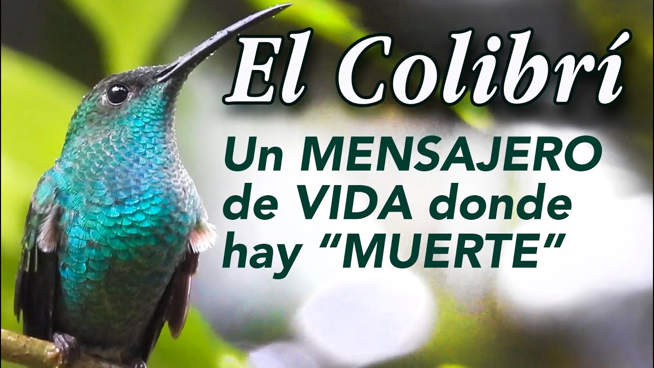 Que Significa La Muerte De Un Colibri
