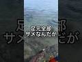 海水浴場に普通にサメいるんだが…