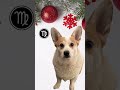 Virgo December Roast from a psychic Corgi #zodiac #funny