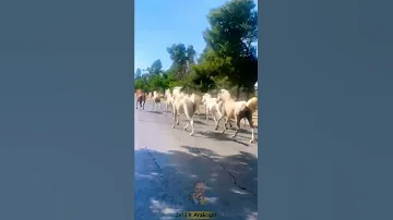 دخول خيول الأسطول الملكي مدينة السلط 