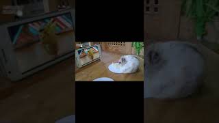 Hamster Watching Hamster Dance Pikachu | Hamster Lucu Imut Nonton Hamster Joget