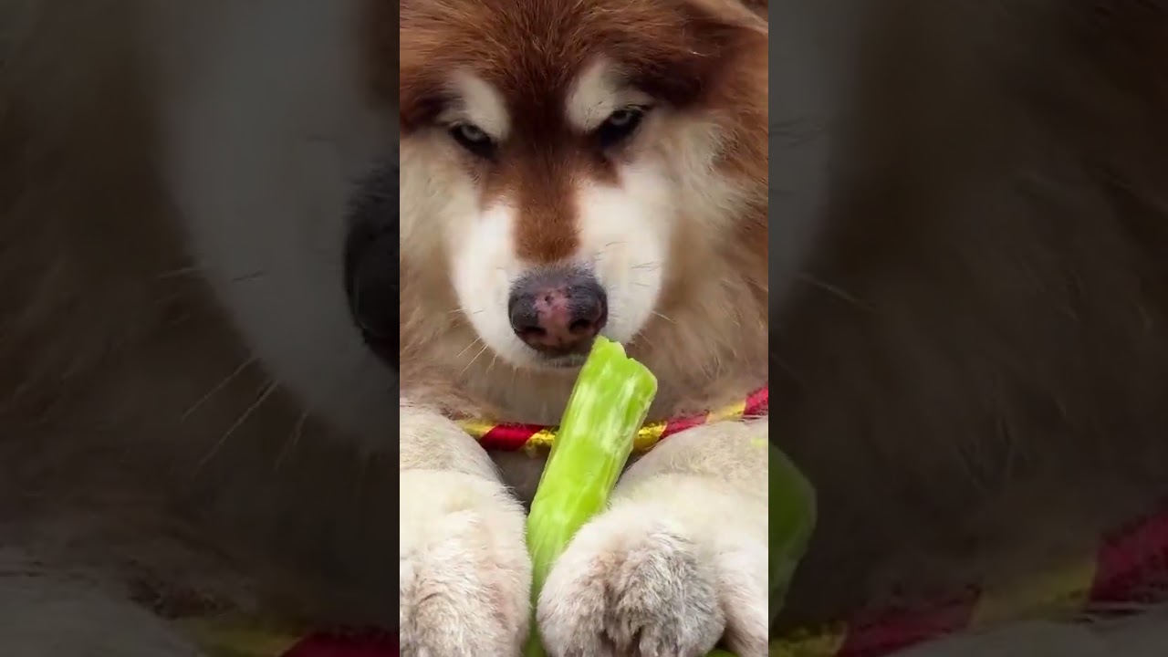 When a Hula Hoop Becomes a Dog's Collar – This Chinese Village Dog’s Reaction Is Too Funny