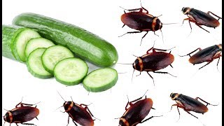 How to Get Rid of Cockroaches Forever Using Cucumber