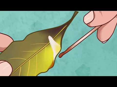 Video: Creșteți Frunzele De Dafin Acasă