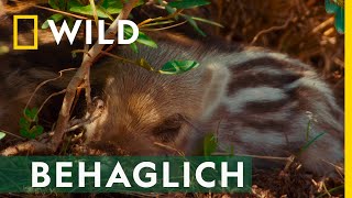 Ein Paradies für Wildschweine | Europas Wildnis by National Geographic Deutschland 9,352 views 3 weeks ago 2 minutes, 48 seconds