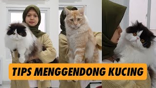 Ini Dia Cara Gendong Kucing dengan Benar! #shorts