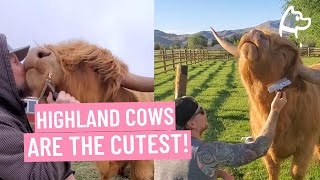 Highland Cows Absolutely Love To Be Brushed!