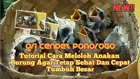 Tutorial Cara Meloloh Anakan Burung Cendet Supaya Tetap Sehat Dan Cepat Tumbuh Besar!!