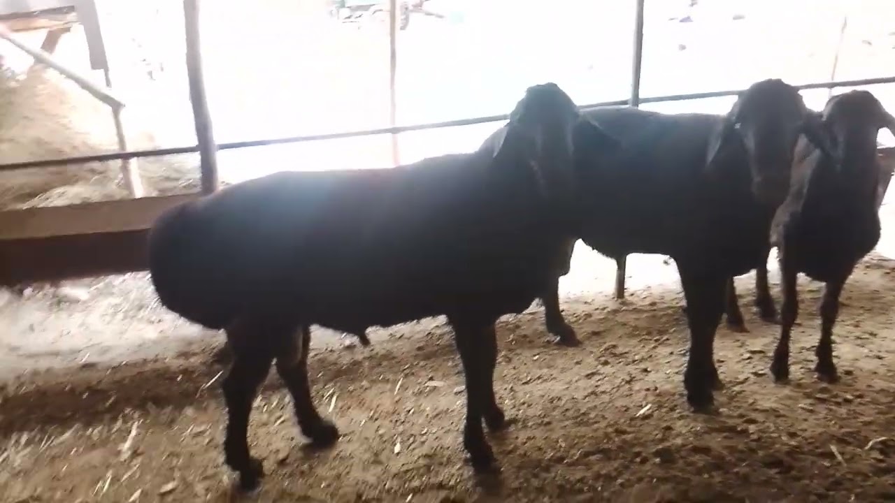 Уруглик учун кочкорлар бор. 97.0516767