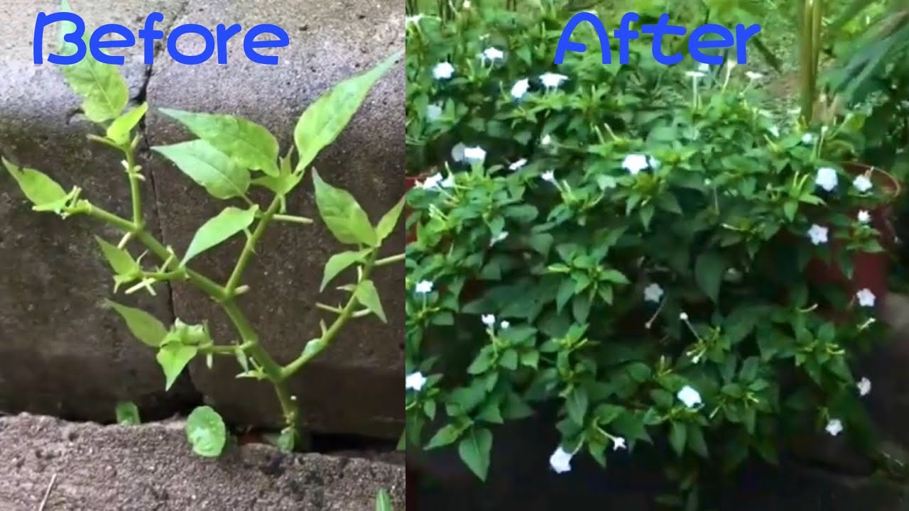 It only blooms when the sun goes down. Mysterious flowers. Four o'clock flowers