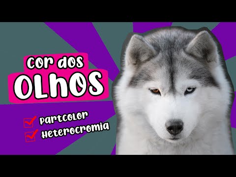 Vídeo: Cores dos Huskies Siberianos