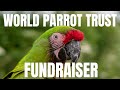 The World Parrot Trust Holds A Free Flight Fundraising Event For Parrot Owners And Lovers 🦜