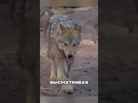 СЕВЕРНЫЕ волки в схватке с ВОЛКОДАВАМИ🐺🐑💔