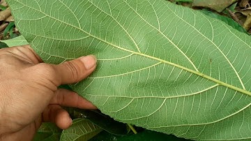 Cách phân biệt cây ngái và cây sung. Các loại sung. THẢO DƯỢC VIỆT