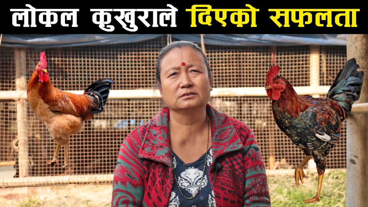 लोकल कुखुरा पालेर छोराछोरीलाई CA पढाउन सफल आमा र बा को कथा - Local kukhura palan | An inspirational