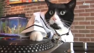 El gato DJ que despierta a los vecinos de Lugo - YouTube
