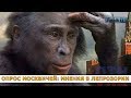 ОПРОС МОСКВИЧЕЙ: МНЕНИЯ В ЛЕПРОЗОРИИ