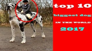 top 10 biggest dog breeds in the world 2017 by Dog Lover planet 91 views 6 years ago 5 minutes, 15 seconds