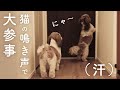 シーズー二匹の前で猫の鳴き声を真似たら大変なことが起きました...【シーズー犬との暮らし】