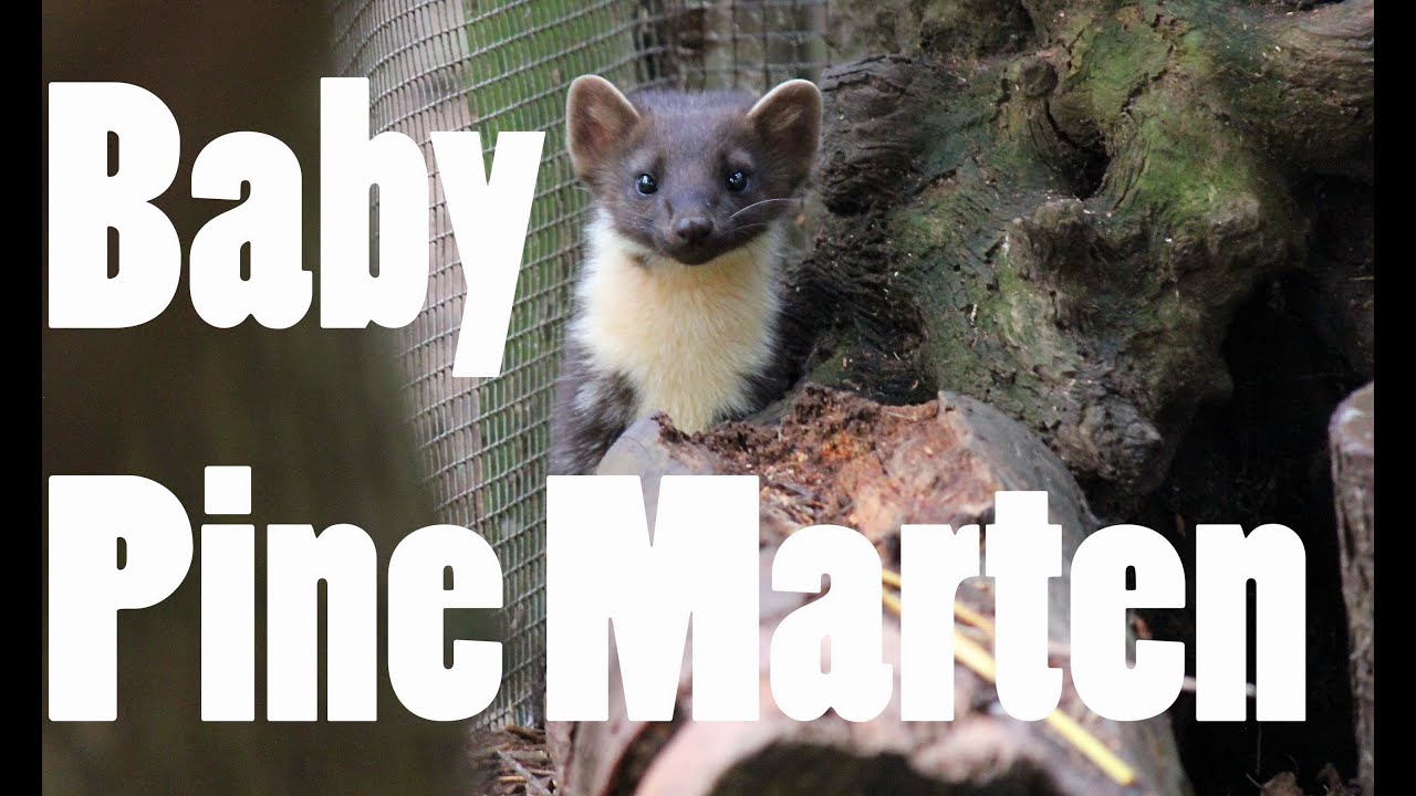 Pine marten baby - first day out of mums care - YouTube
