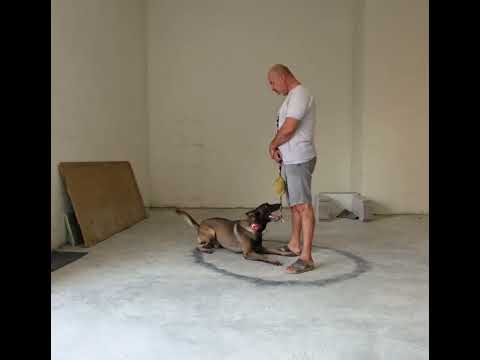 Malinois ile sabah egzersizi