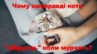 Why do cats actually 'vibrate' when they purr? by Жива Планета 326 views 2 months ago 4 minutes, 38 seconds