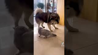 Fighting cats with a judge dog