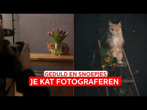 Mirka FOTOGRAFEERT kattenportretten | How It's Made | Zoom.nl | #1