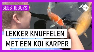 KOI KNUFFELEN | Extreme Animal Hobby's Beestieboys | NPO Zapp