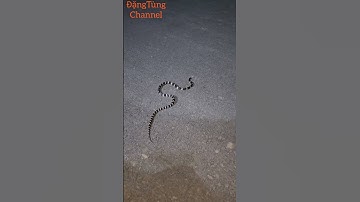 Sau cơn mưa rắn cạp nia hổ mang đi kiếm ăn #snake #cobra #rắn #capnia