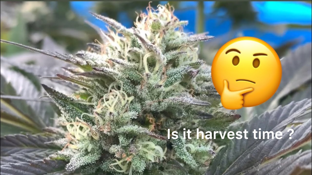 Amherst Sour Diesel - Sapphire Scout by Humboldt Seed Organization