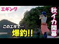 【エギング】秋!! アオリイカ爆釣✨ このエギで連発♪