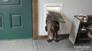 How To Teach A Dog To Use A Dog Door