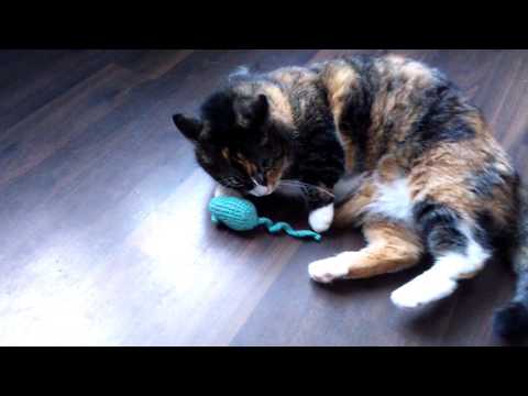 Video: Hoe Valeriaan Werkt Bij Katten