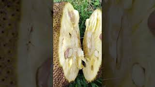 Giant​ Jackfruit​ #shortvideo