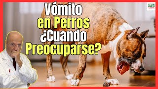 VÓMITOS EN PERROS ¿CUANDO PREOCUPARSE?