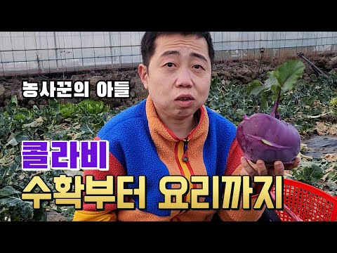jeju 작약꽃 제주도 <strong>콜라비</strong> 먹어봤어요?!