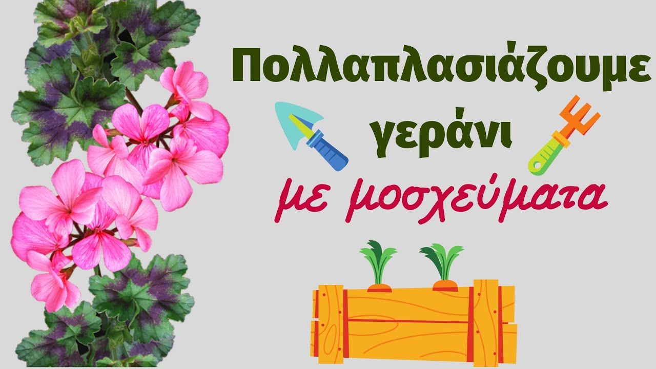 Πολλαπλασιάζουμε γεράνι με μοσχεύματα