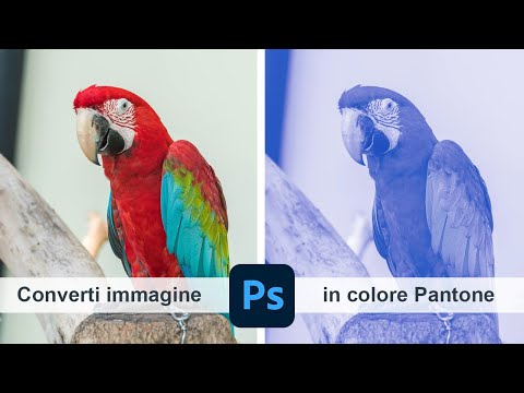 Video: Come trovo il colore Pantone in Photoshop?