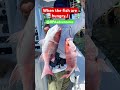 Thanks for watching happy weekend y’all! #ytshort #fishing #texasfishing #facebook #reels #yt