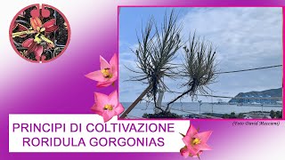 Principi di coltivazione di Roridula gorgonias.