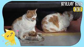 Cat Volunteers To Guard A stray Cat With Broken Legs l Kritter Klub