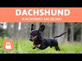 Dachshund ou teckel: tudo sobre o 'SALSICHA' の動画、YouTube動画。