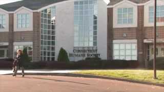CT Humane Society- Newington Shelter