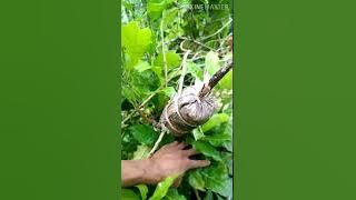 Terbongkar cara memperbanyak bibit sawo australia/abiu yg belum banyak di ketahui orang#BintanBerkah