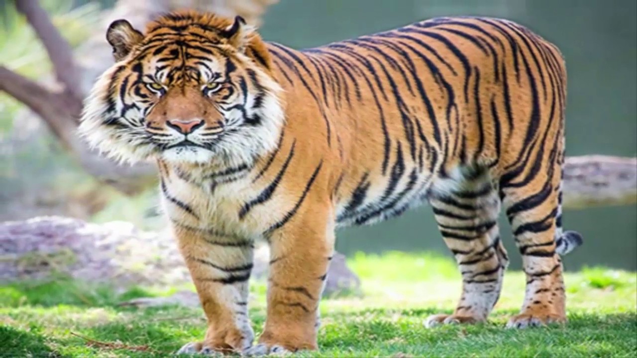  Harimau  terganas di dunia YouTube