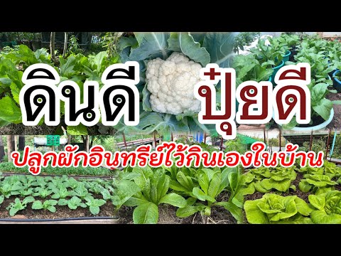 Video: Mihin brassicas istutetaan?